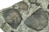 Fossil Brachiopods, Gastropod, Worm Tubes, and Bryozoa Plate #325699-1